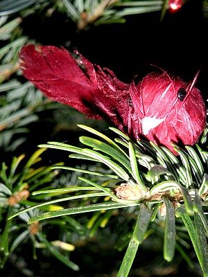 Noël 