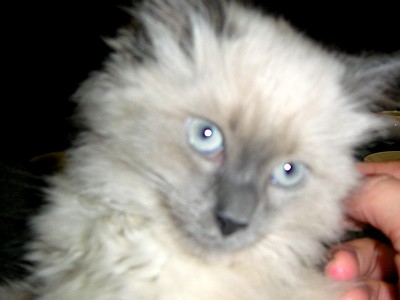 Mémory's cat 